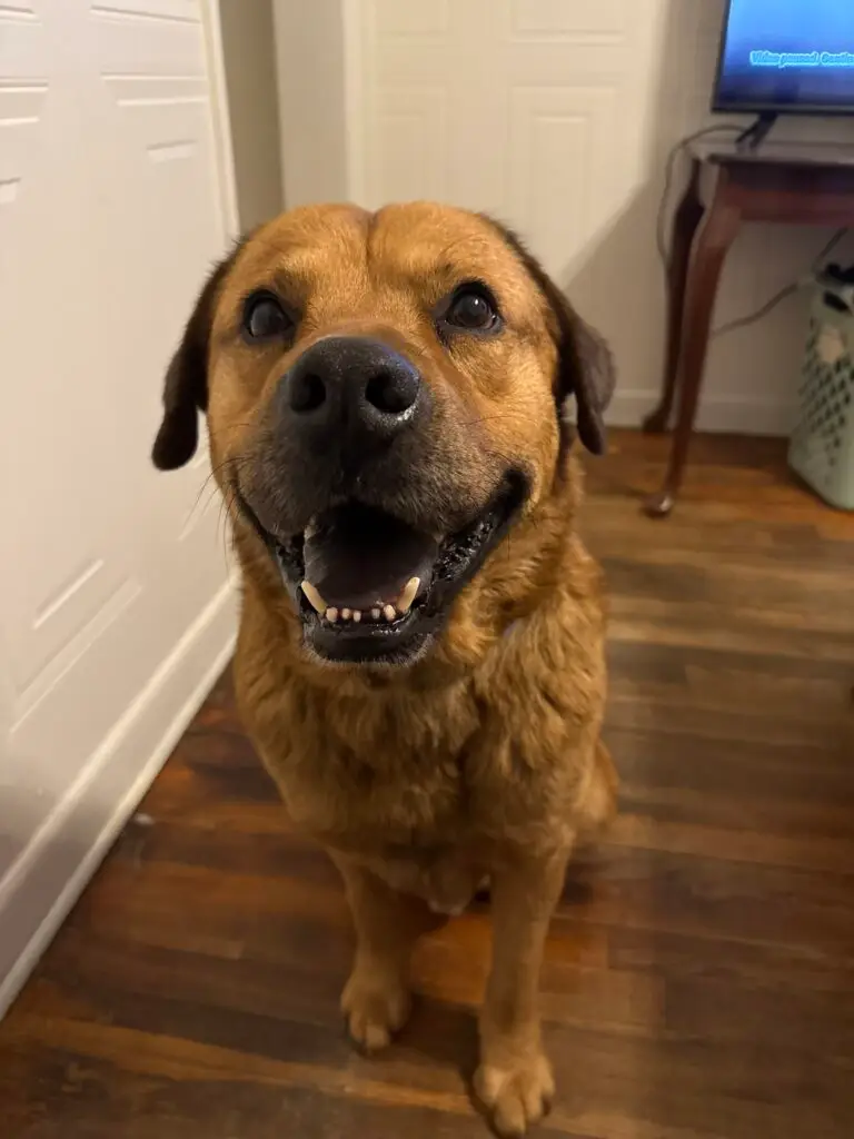 Dibbs on his Got'cha Day